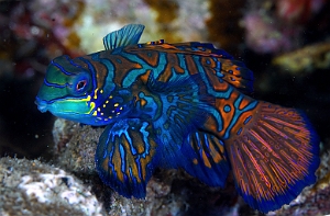 Banda Sea 2018 - DSC06047_rc - Mandarinfish - Poisson mandarin - Synchiropus splendidus
